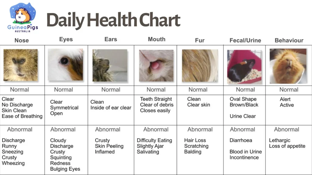 A daily health chart with categories for assessing guinea pig well-being.