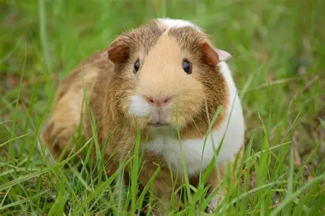Brown and white guinea pig sitting in green grass.