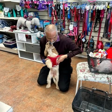 Abbas, expertly fitting a new harness to Tallulah.